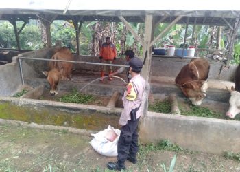 Personel Polsek Panjalu Polres ciamis Giat Damping Pemberian Vaksin Untuk Hewan Sapi Ternak