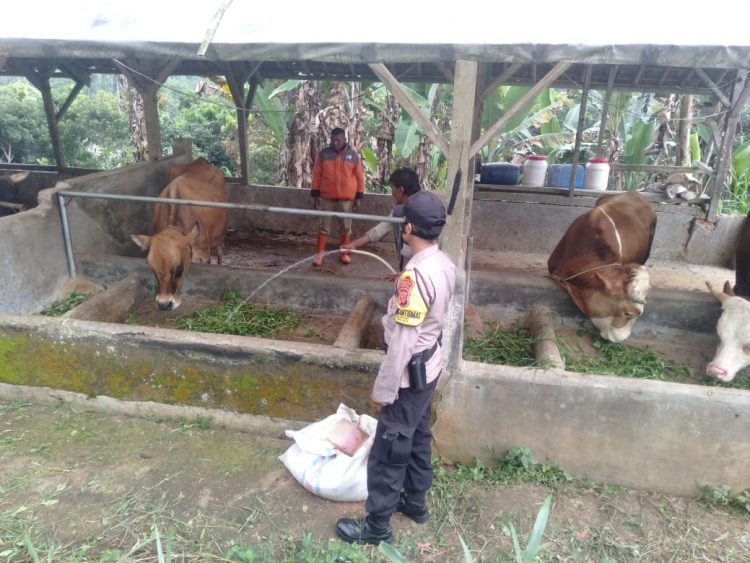 Personel Polsek Panjalu Polres ciamis Giat Damping Pemberian Vaksin Untuk Hewan Sapi Ternak