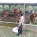 Personel Polsek Panjalu Polres ciamis Giat Damping Pemberian Vaksin Untuk Hewan Sapi Ternak