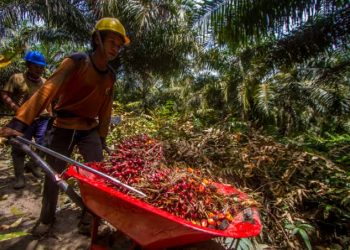 Presiden Jokowi Diapresiasi Petani Sawit Indonesia Usai Cabut Larangan Ekspor