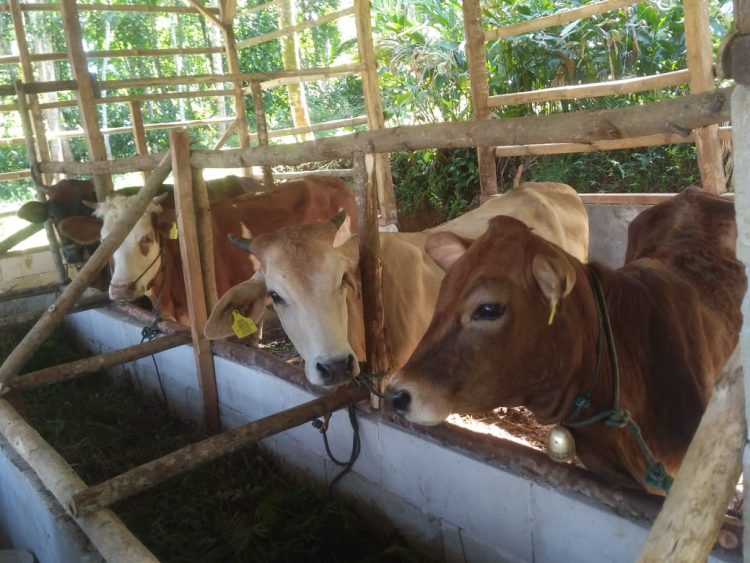 APH Diminta Usut Tuntas Bantuan UPPO Desa Pancawangi Tasikmalaya Yang Diduga Fiktif Jadi Ajang ‘Bancakan’